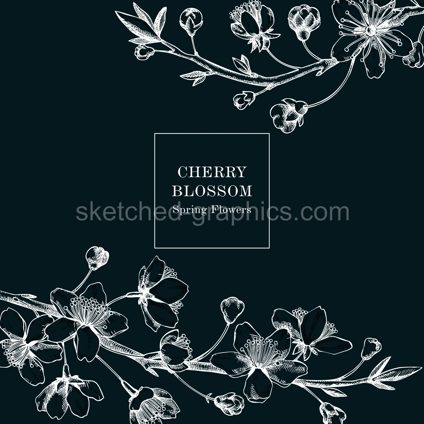 Cherry blossom card or invitation design. Flowering branch with flowers and leaves illustration. Black contoured sakura drawing. Botanical vector template with spring tree on chalkboard Illustration